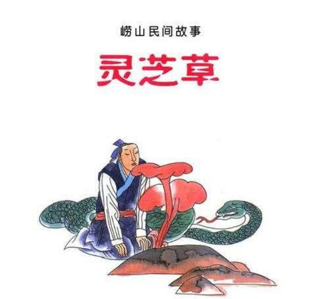 08灵芝草